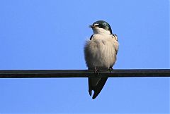 Mangrove Swallow